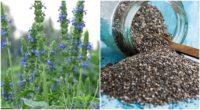 How To Grow Chia Seeds + 5 Uses For The Entire Plant