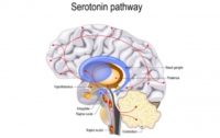 Breaking Smart Phone Addiction: Raising Serotonin in the Brain