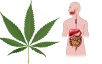 Study: Medical Cannabis Cures Inflammation in Gut – Hope for IBS, Crohns, Celiac Sufferers