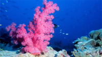 Giant Coral Reefs—Too Old for a Young Earth?