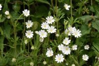 5 Health Benefits Of Chickweed & How To Use It