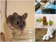 How To Get Rid Of Mice: 6 Home Remedies That Work