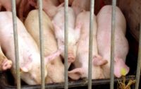 Duke University Study: N.C. Residents Living Near Large Hog Farms Have Elevated Disease, Death Risks