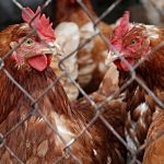 U.S. factory farmed chickens so dirty they need to be washed with chlorine