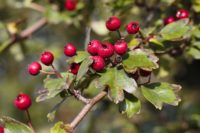 10 Health Benefits Of Hawthorn Berries