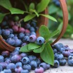 Special blueberries have antibacterial and anti-inflammatory properties