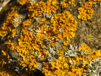 Study: Three common lichen-forming fungi dramatically reduce the risk of breast and cervical cancer