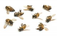 Glyphosate Weed Killer Linked to Bee Deaths