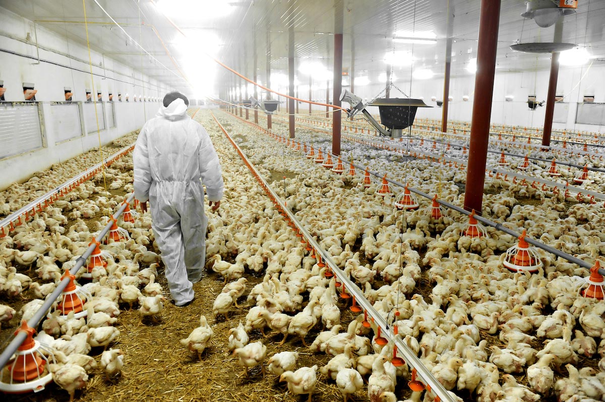 Scientists develop new way to turn chicken waste into bio-fuel by mixing it with a toxic weed