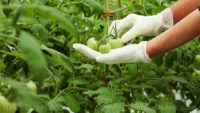 Disease-causing bacteria attack tomato and pepper plants by injecting a protein that manipulates nutrients and hormone balance