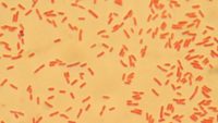 The Coliform Kind: E. coli and Its “Cousins”