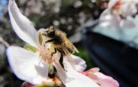 Study: Glyphosate Weed-killer Spreading to Bee Larvae and Threatening World’s Bee Supplies