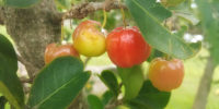 Nature’s pharmacy: Use the South American Surinam cherry to disinfect wounds and relieve swelling