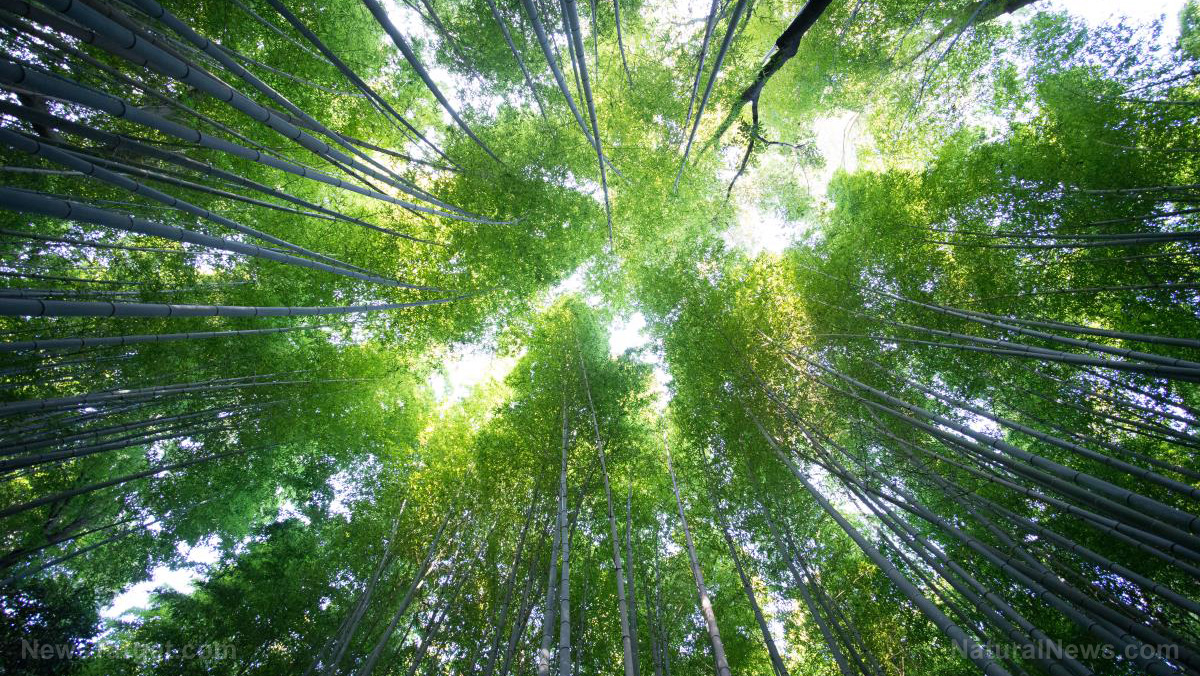 Ancient Japanese healing art Shinrin-yoku (forest bathing) can work wonders on your blood pressure, new study finds