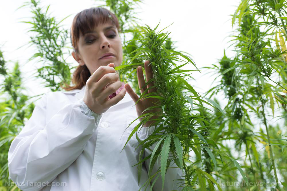 Pesticide contamination in cannabis is a big problem: Here’s what you need to know