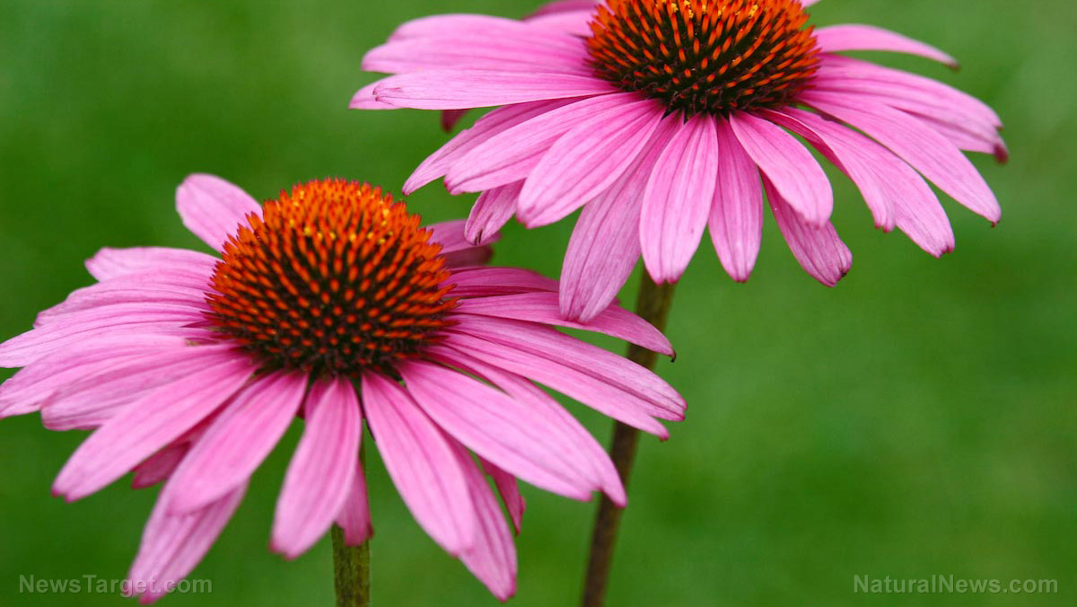 Echinacea: One of the best supplements for overly stressed people