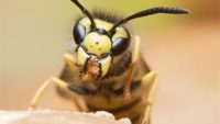 Why Are Wasps So Evil?