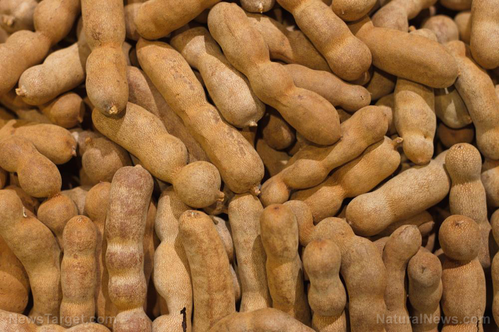 Tamarind, a tropical fruit used in traditional medicine, found to kill drug-resistant bacteria