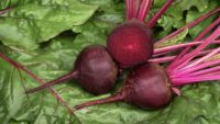 Best Brain Foods: Greens & Beets Put to the Test