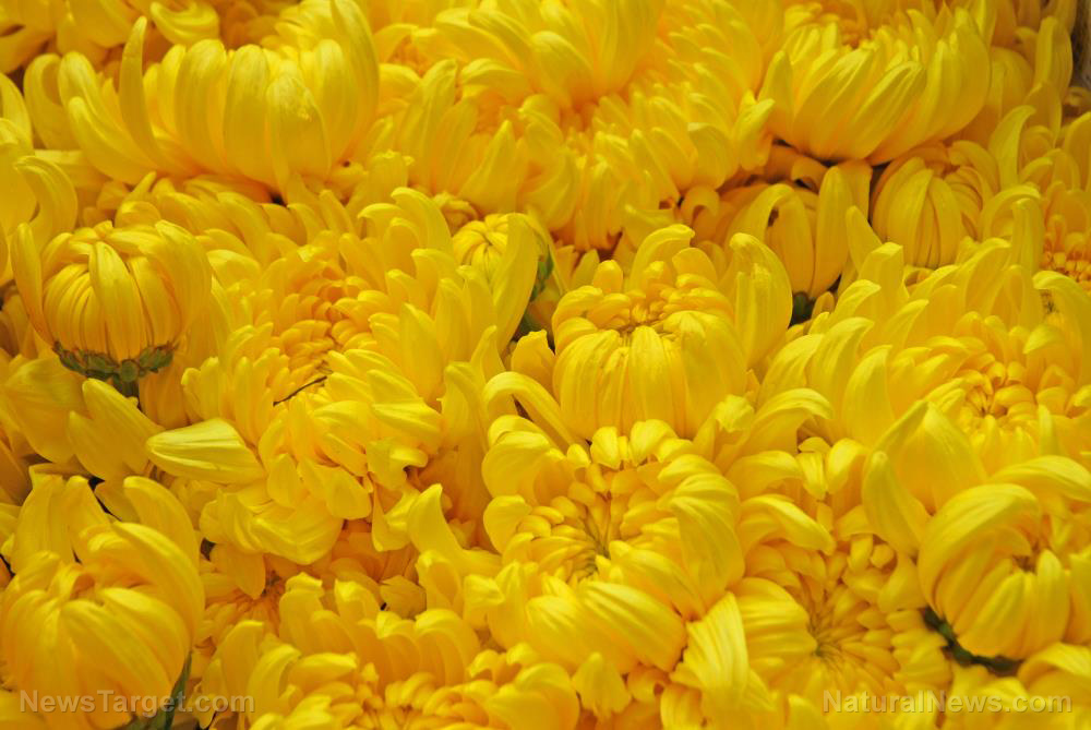 Chrysanthemums: A natural deterrent for the yellow fever mosquito