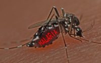 Africans Paid 69 Cents an Hour to be Bitten in GMO Mosquito Trial