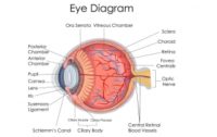 Natural Remedies for Macular Degeneration and Healthy Vision