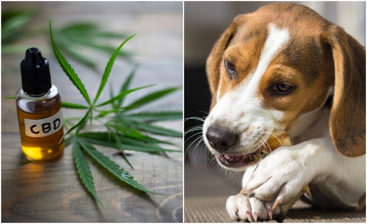 9 Reasons You Should Give CBD Oil To Your Pets