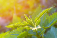 Botanical study concludes the antioxidant potential of small nettle
