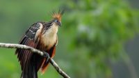 Hoatzin Bird: Evidence Against Evolutionary Ideas