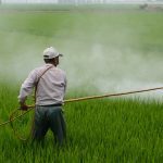 Premature death risk INCREASES for Parkinson’s disease patients exposed to a widely-used herbicide