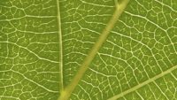 Is Plant Polyploidy a Viable Mechanism for Evolution?