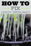 Why Seedlings Get Leggy And How To Fix It
