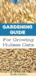 A Gardening Guide For Growing Hulless Oats