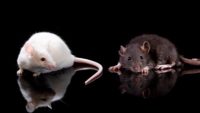 Do Light and Dark Colored Mice Show “Real Time” Evolution?