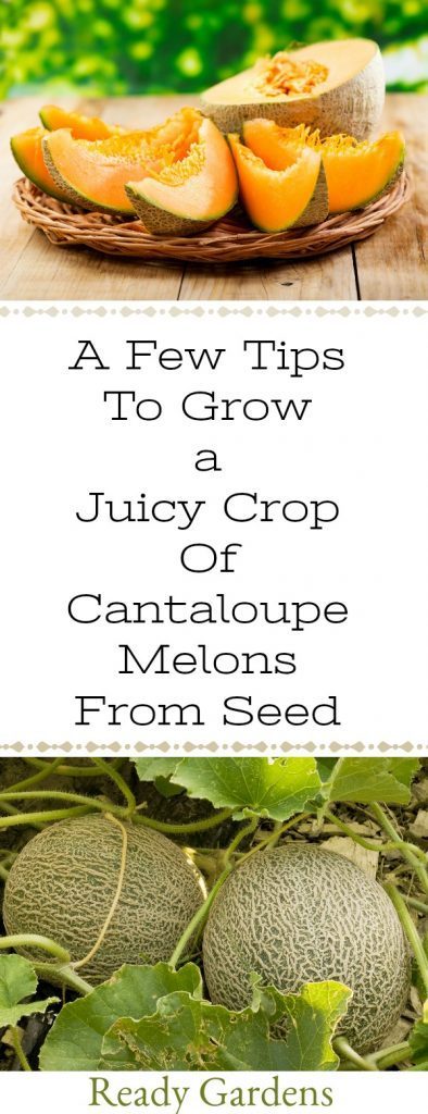 A Few Tips To Grow A Juicy Crop Of Cantaloupe Melons From Seed