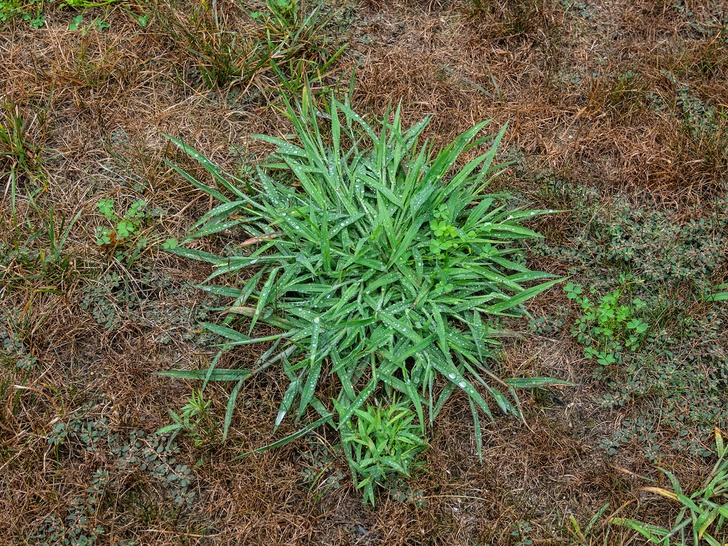 How To Get Rid Of Crabgrass For Good – 10 Ways That Work