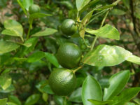 Calamansi fruit from the Philippines found to be a powerful anticancer food