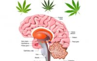 New Studies Provide Hope for Using Cannabis to Treat Brain Injuries and Diseases