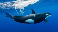 Possible New Killer Whale Species Discovered