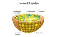 Dispelling the Myth that LDL Cholesterol is “Bad”