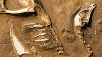 Fossil Bird Uncovered with Unlaid Egg Inside