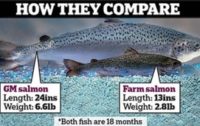 Genetically Engineered Salmon Coming to a Store Near You