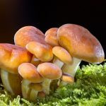 New findings show mushrooms protect brain health