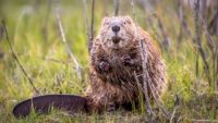 Beavers: God’s Natural Builders