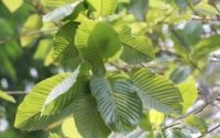 As Pain Sufferers Turn to the Herb Kratom in Place of Opioid Drugs States Try to Ban It