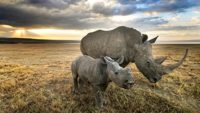 Should Christians Save the Rhinos?