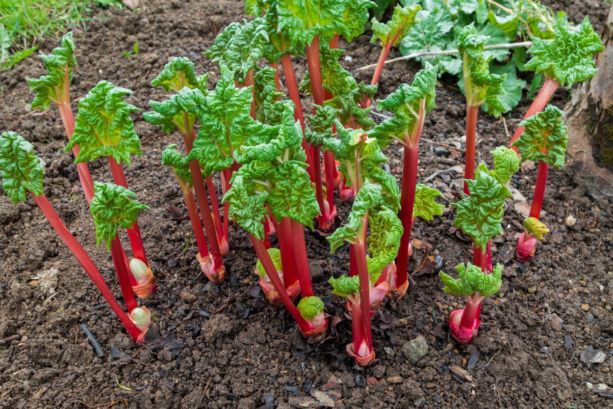 How To Grow Rhubarb + 15 Ways To Use It