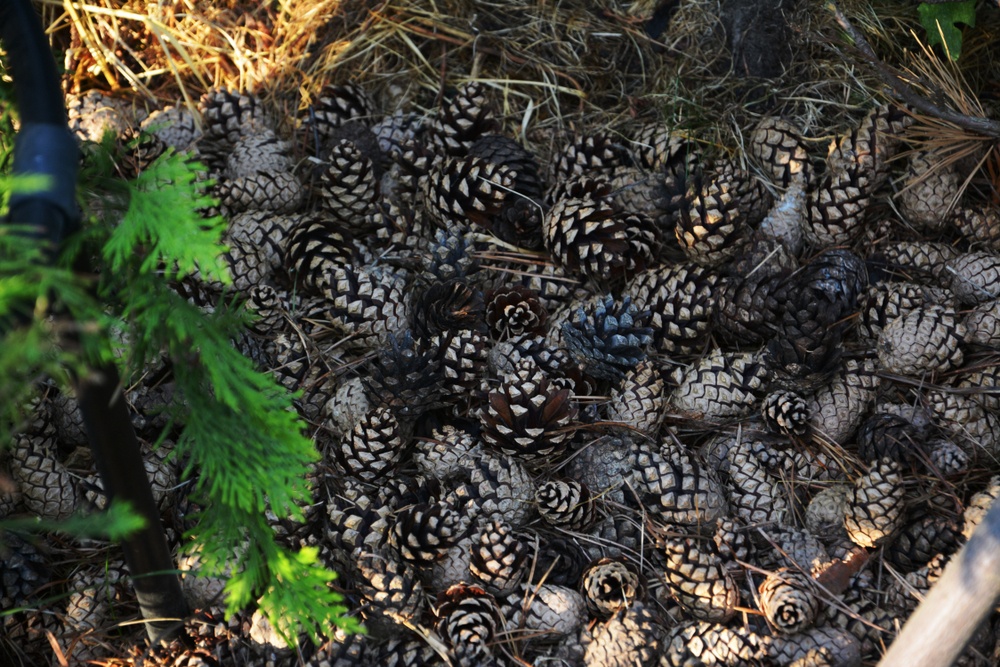 5 Surprising Ways To Use Pine Cones In The Garden