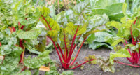 A simple guide to growing rhubarb (that even beginner gardeners can follow)
