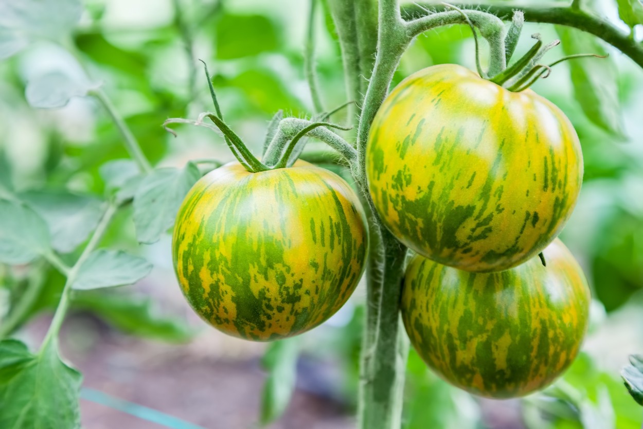 19 Exciting Tomato Varieties To Try Growing This Year